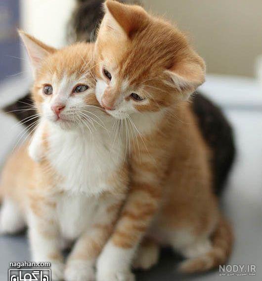 پروف گربه غمگین