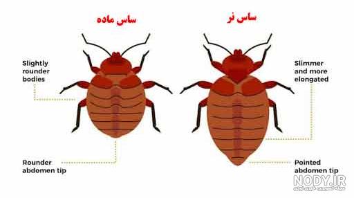ایا شپش خودبخود به وجود می اید ایا شپش خودبخود به وجود می اید