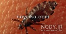 شپش از چی بدش میاد شپش از چی بدش میاد