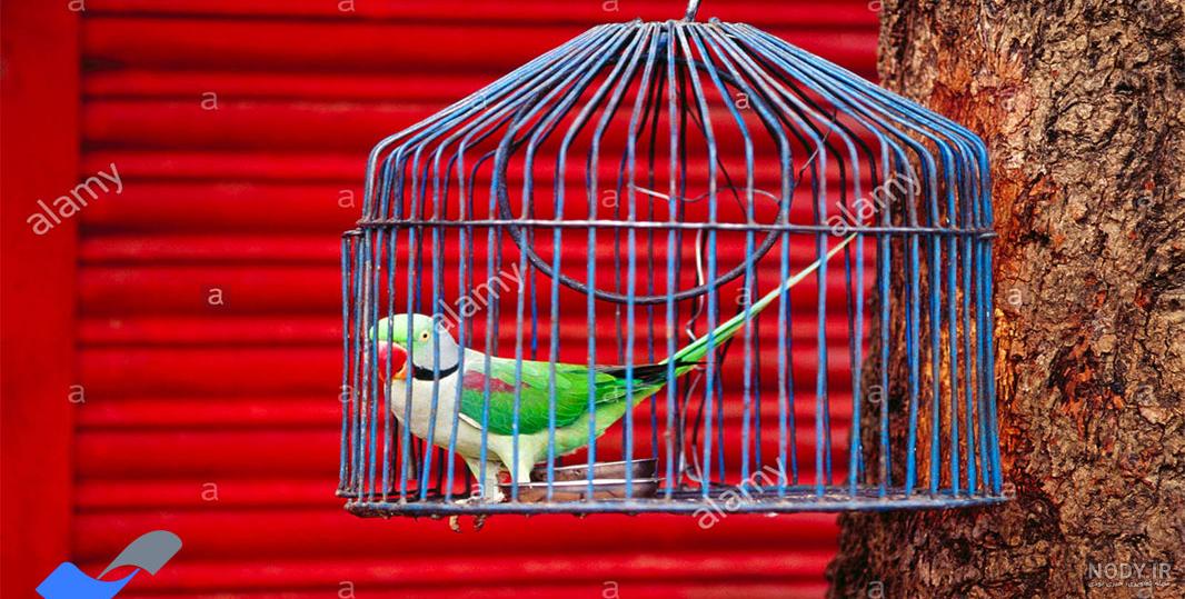 عکس مرغ عشق