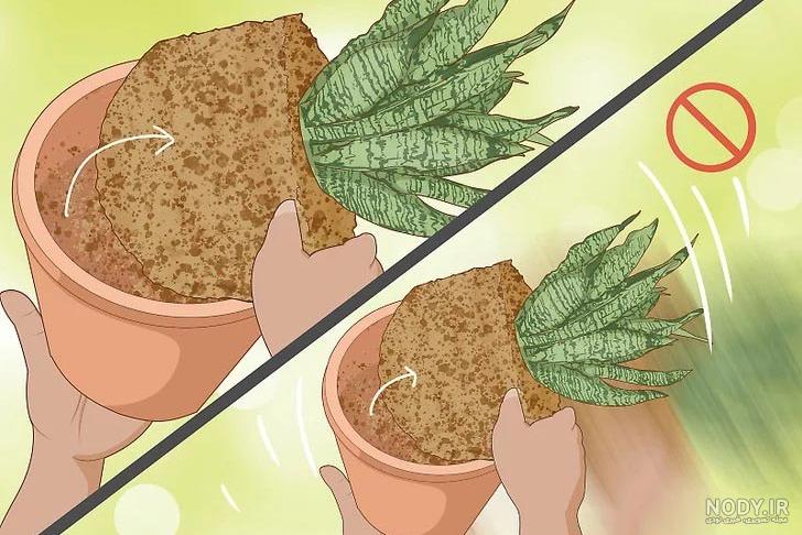 قیمت خاک باغچه