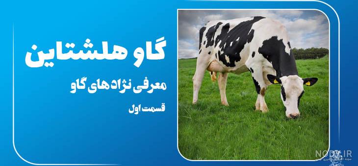 مشخصات ظاهری گاو سمینتال مشخصات ظاهری گاو سمینتال