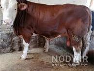 میزان شیردهی گاو سمینتال در روز میزان شیردهی گاو سمینتال در روز