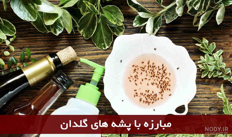 پشه گلدان خانگی پشه گلدان خانگی