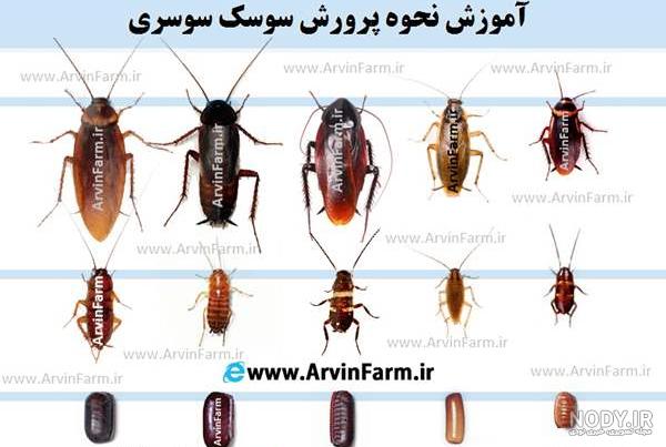 آیا فضله مارمولک نجس است