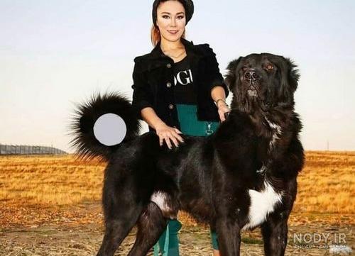 توله سگ سرابی یک ماهه توله سگ سرابی یک ماهه