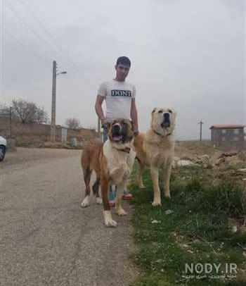 جدول رشد سگ سرابی جدول رشد سگ سرابی