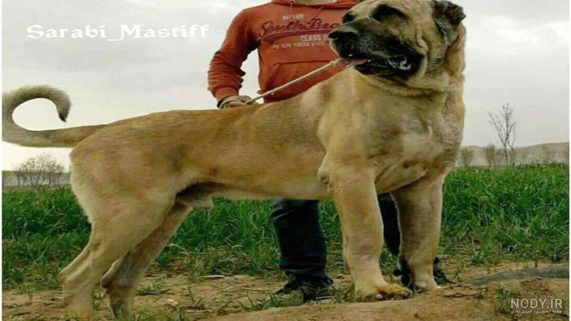 سگ سرابی فروشی سگ سرابی فروشی