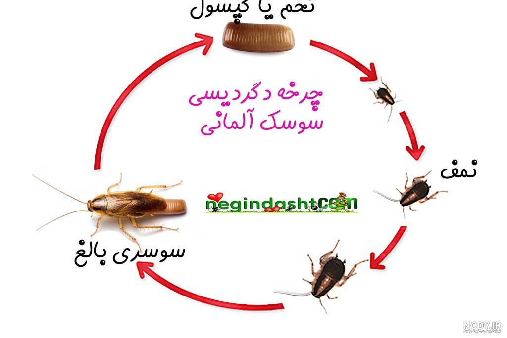 شکل فضله موش در برنج