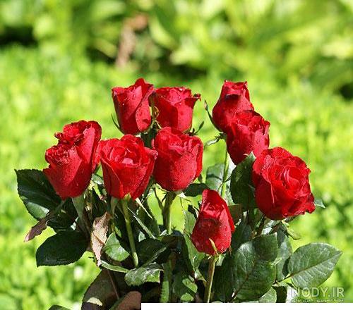 عکس حیوانات وحشی زیبا