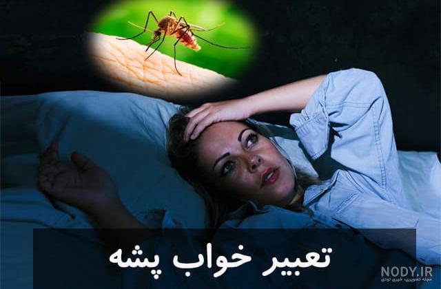 عکس پشه معمولی عکس پشه معمولی