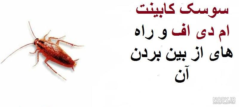 چگونه فضله موش در برنج تشخیص دهیم