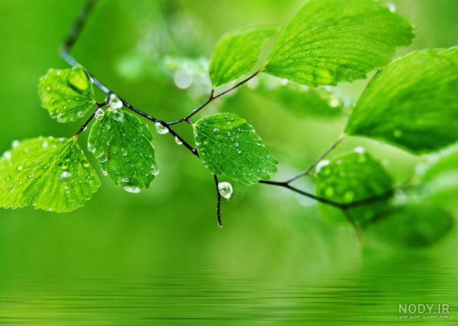 عکس سرسبز طبیعت عکس سرسبز طبیعت