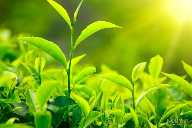 عکس طبیعت سبز و زیبا عکس طبیعت سبز و زیبا