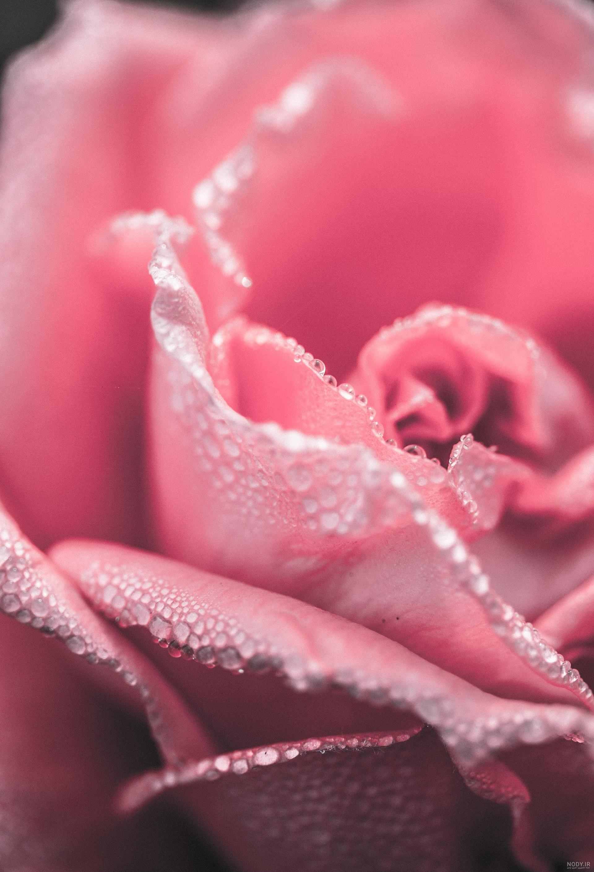 عکس قطره اب روی برگ
