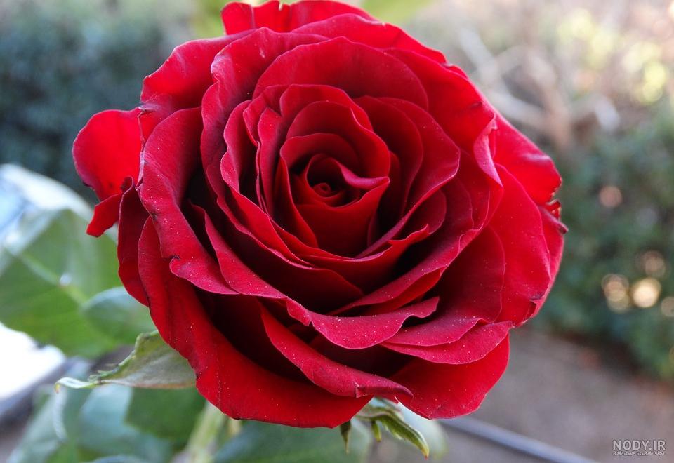 عکس گل برای نقاشی کودکان