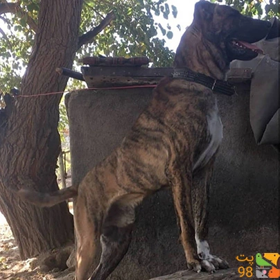 جنگ سگ افغان با کانگال جنگ سگ افغان با کانگال