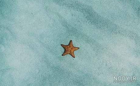 عکس صدف ستاره دریایی