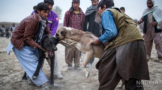 عکس های توله سگ افغانی عکس های توله سگ افغانی