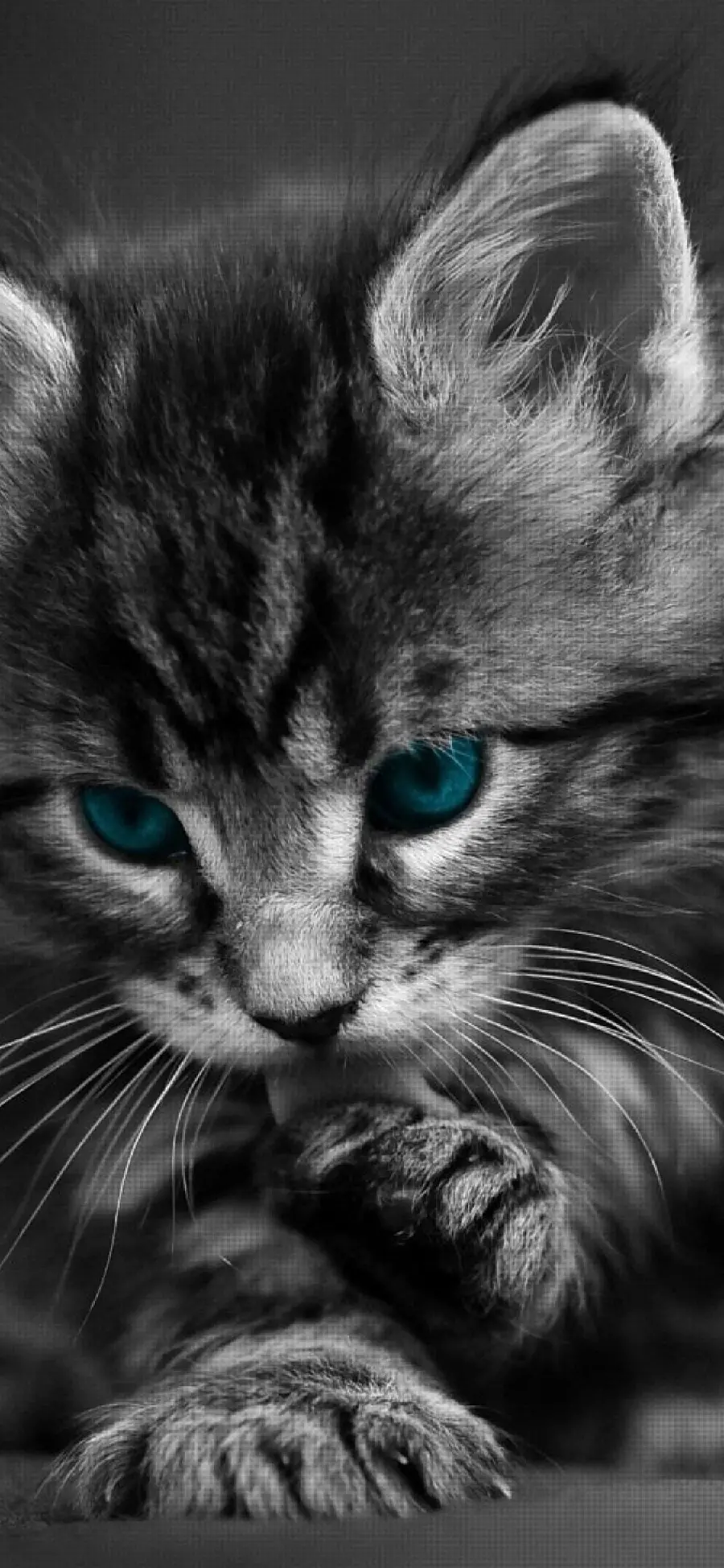 صدای سیاه گوش