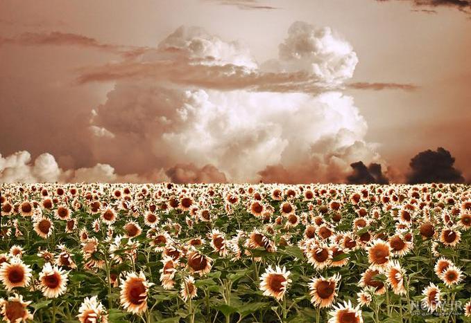 عکس گل و بلبل برای پروفایل