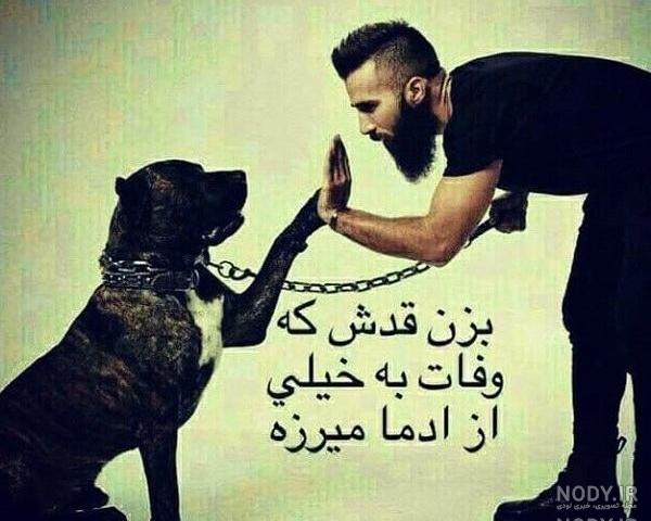 دانلود عکس سگ سرابی دانلود عکس سگ سرابی