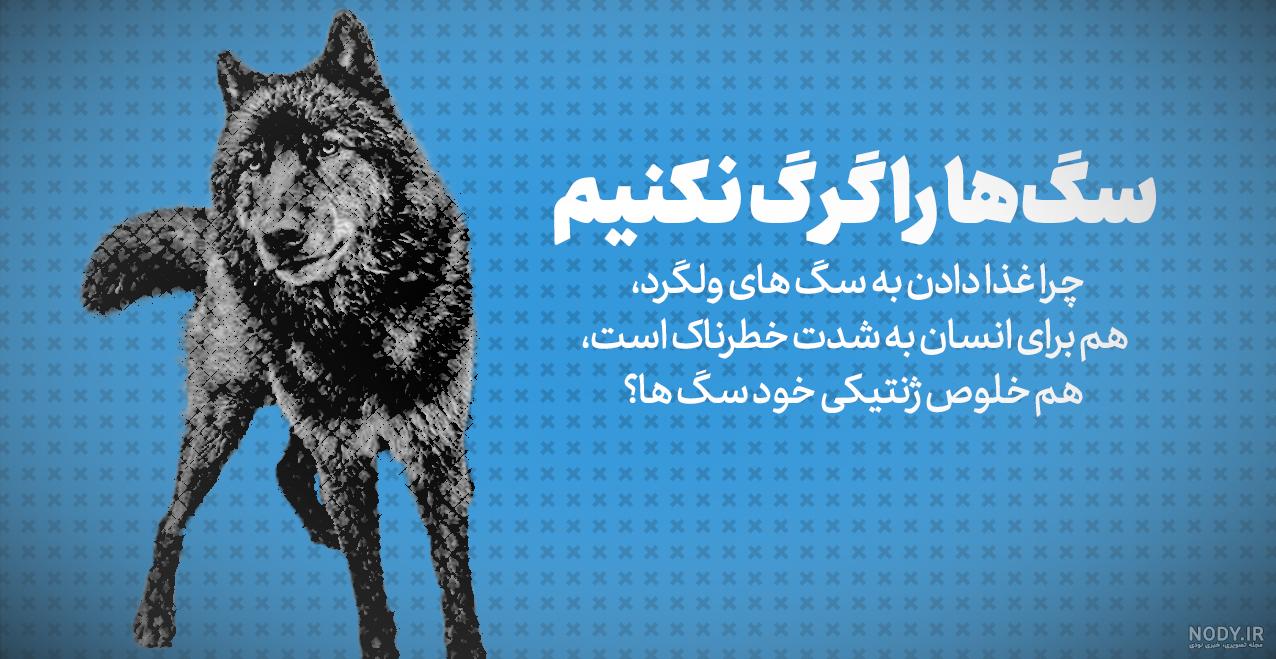 دانلود عکس سگ هاسکی دانلود عکس سگ هاسکی