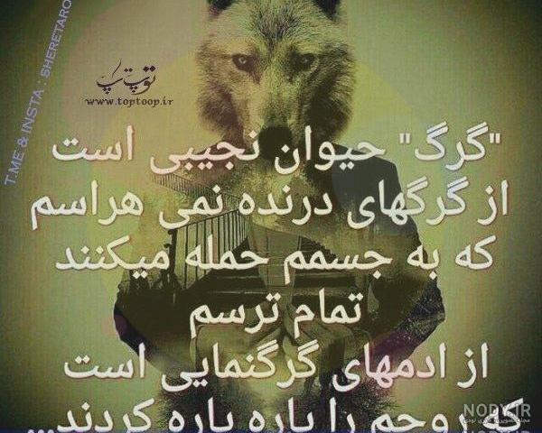 عکس سگ برای پروفایل واتساپ عکس سگ برای پروفایل واتساپ