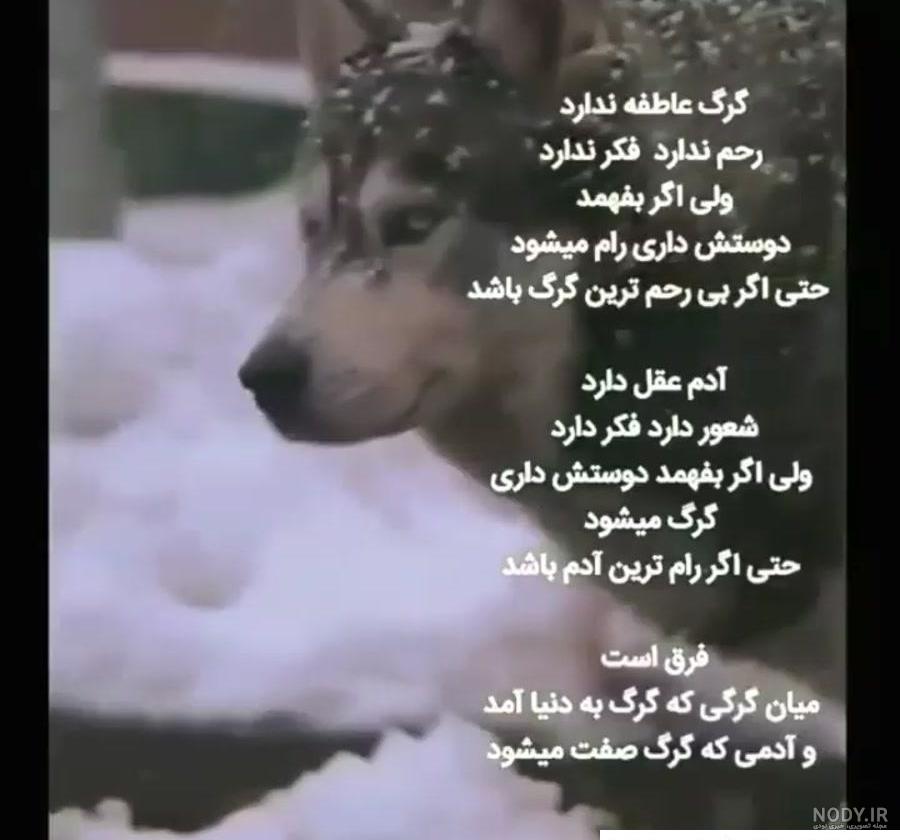 عکس سگ برای پروفایل پسرانه عکس سگ برای پروفایل پسرانه