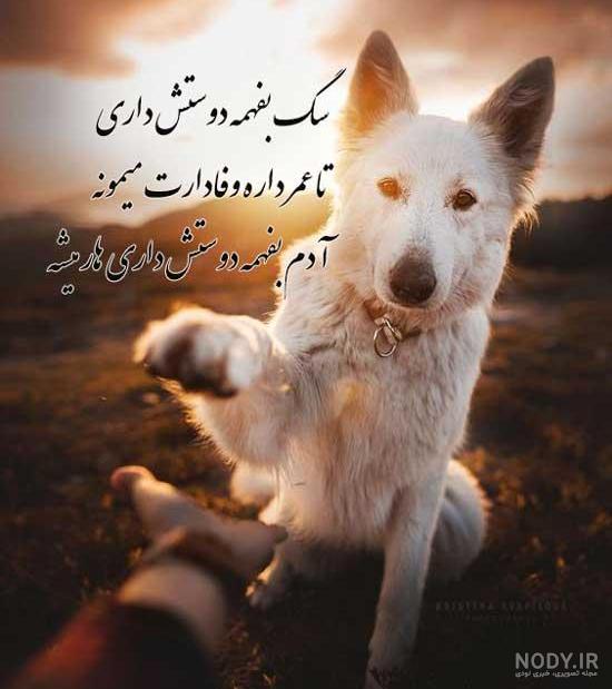 عکس سگ حمید صفت عکس سگ حمید صفت