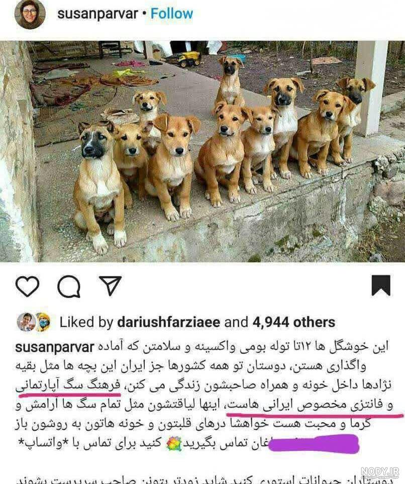 عکس سگ فانتزی برای پروفایل عکس سگ فانتزی برای پروفایل