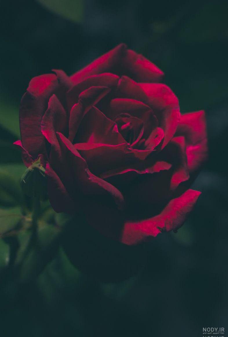 عکس صفحه قفل گوشی دخترانه شیک