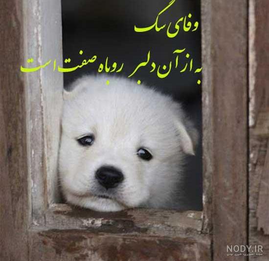 عکس نوشته سگ صفتان عکس نوشته سگ صفتان