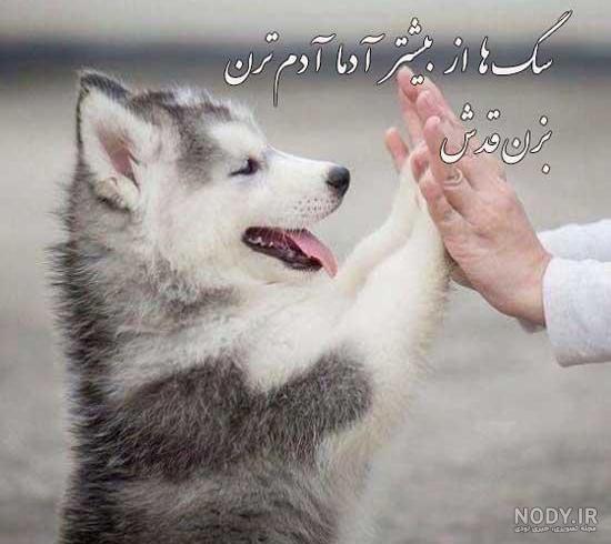 عکس نوشته سگ صفتی عکس نوشته سگ صفتی