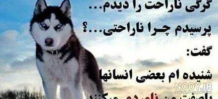 عکس پروفایل دختر با سگ هاسکی عکس پروفایل دختر با سگ هاسکی