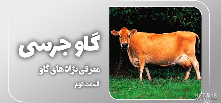 خرید گوساله از فکا