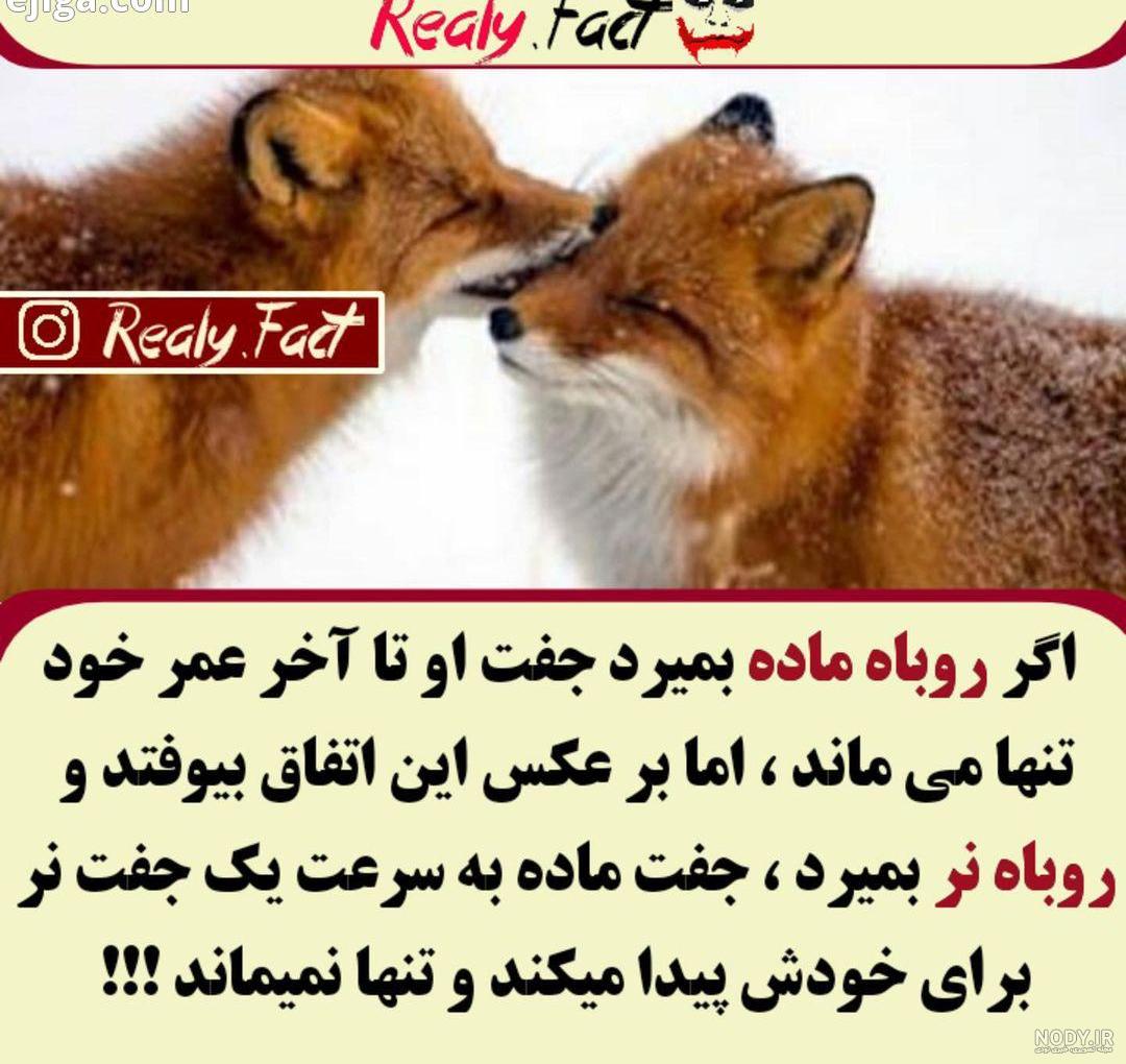 روباه در شب