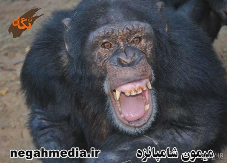 شامپانزه قرمز شامپانزه قرمز