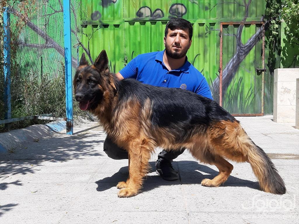 عکس سگ ژرمن شپرد پلیس عکس سگ ژرمن شپرد پلیس