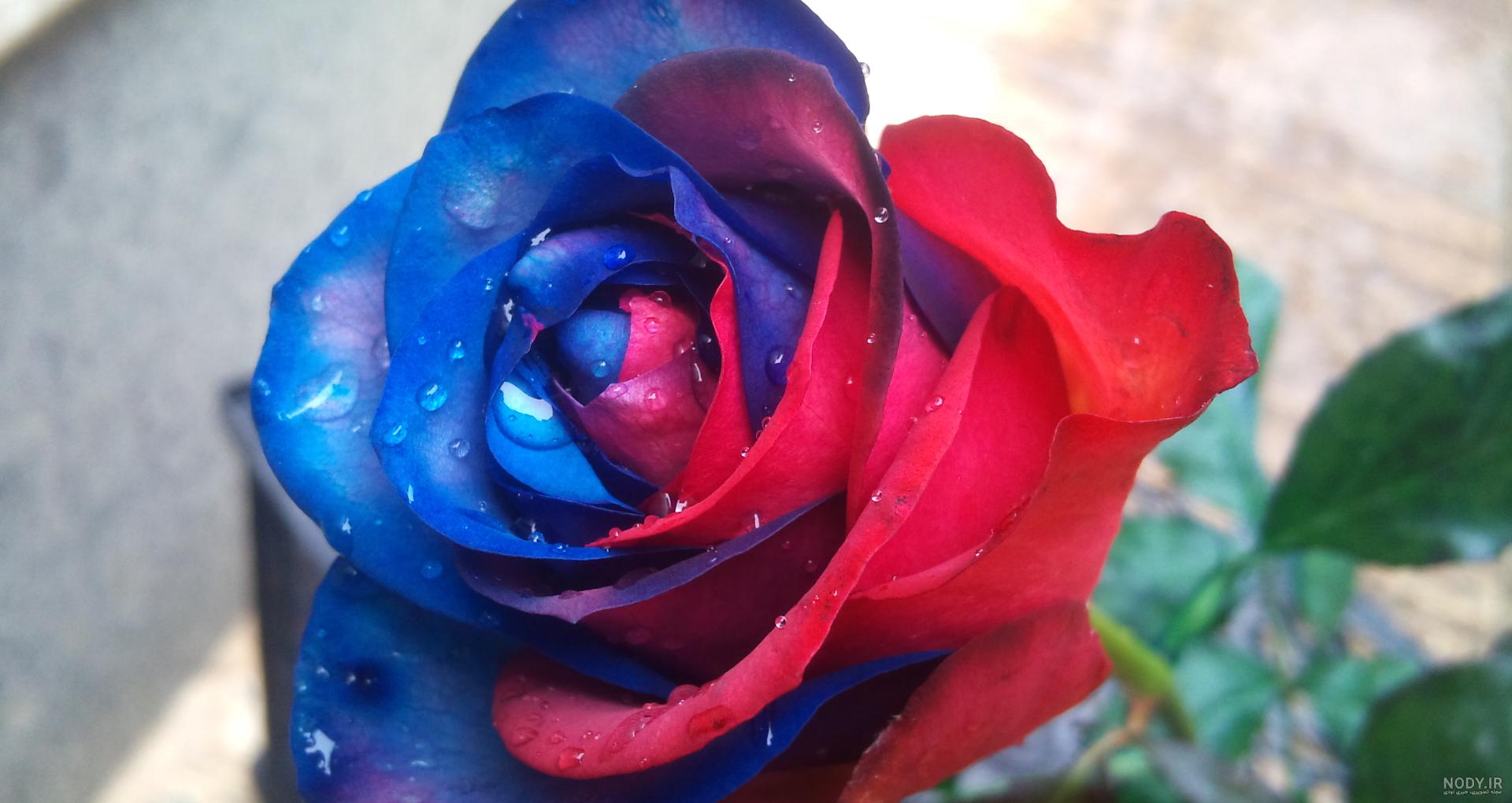 عکس گل رز زرد و قرمز عکس گل رز زرد و قرمز