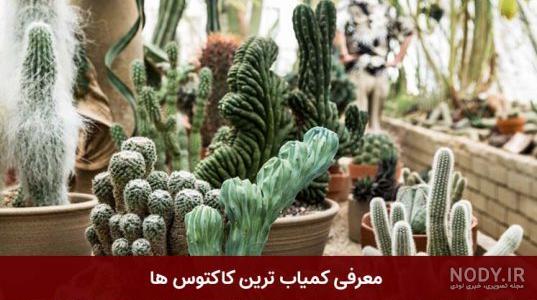 اسمر فود نگین و دنیا
