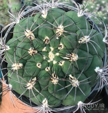 خوردن کاکتوس سیلندریکا