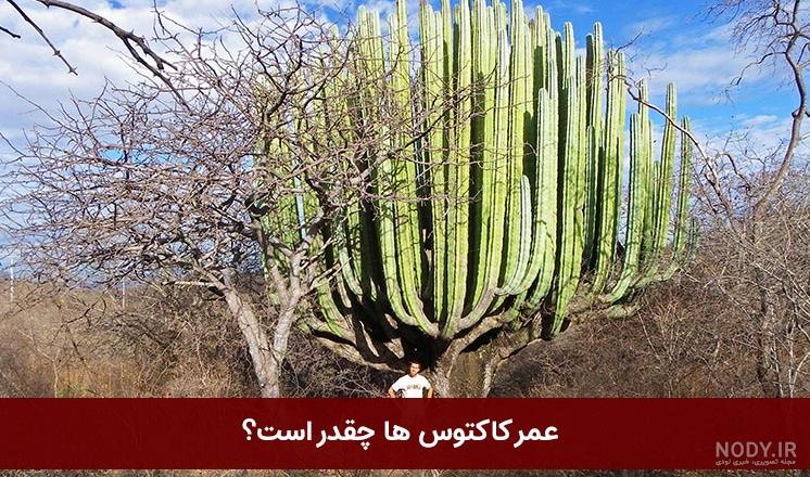 خوردن کاکتوس و اسلایم