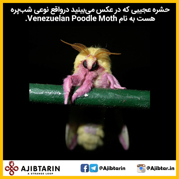 دستگیری شهرام شب پره در ایران دستگیری شهرام شب پره در ایران