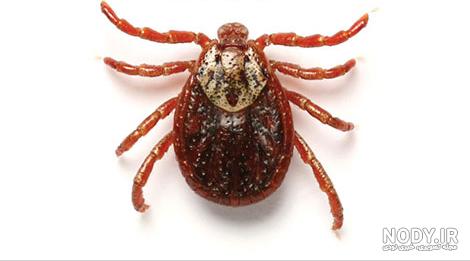 علایم گزش کنه علایم گزش کنه