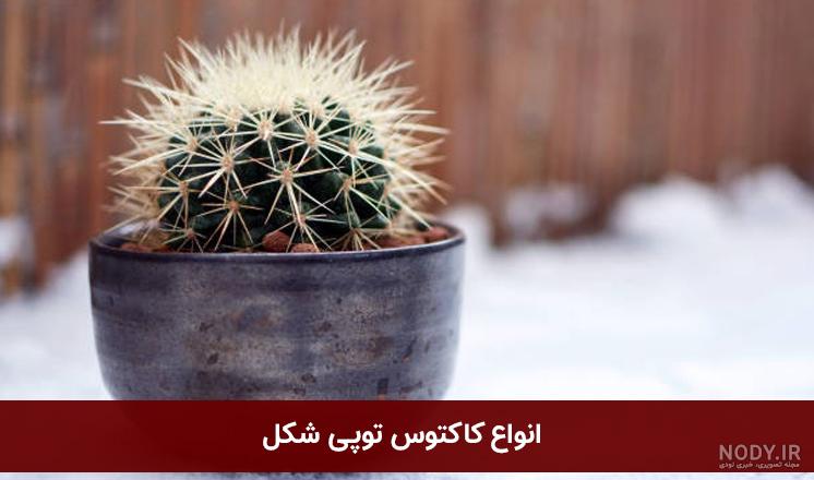 علت ریختن تیغ کاکتوس
