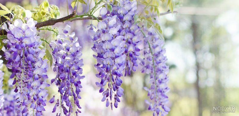 عکس هایی از گل اقاقیا عکس هایی از گل اقاقیا