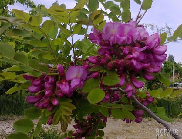 عکس گل اقاقیای سفید عکس گل اقاقیای سفید
