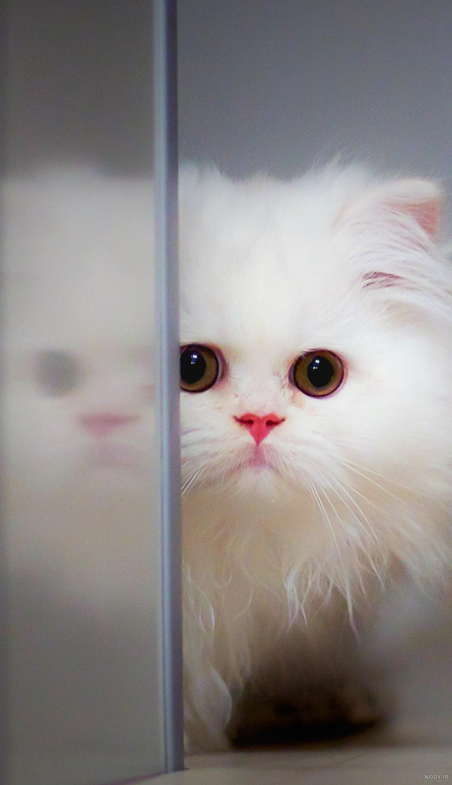 والپیپر گربه کارتونی