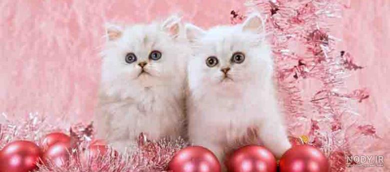 پس زمینه گربه صورتی